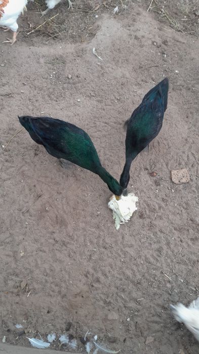 Biegus indyjski kaczory szmaragdowe