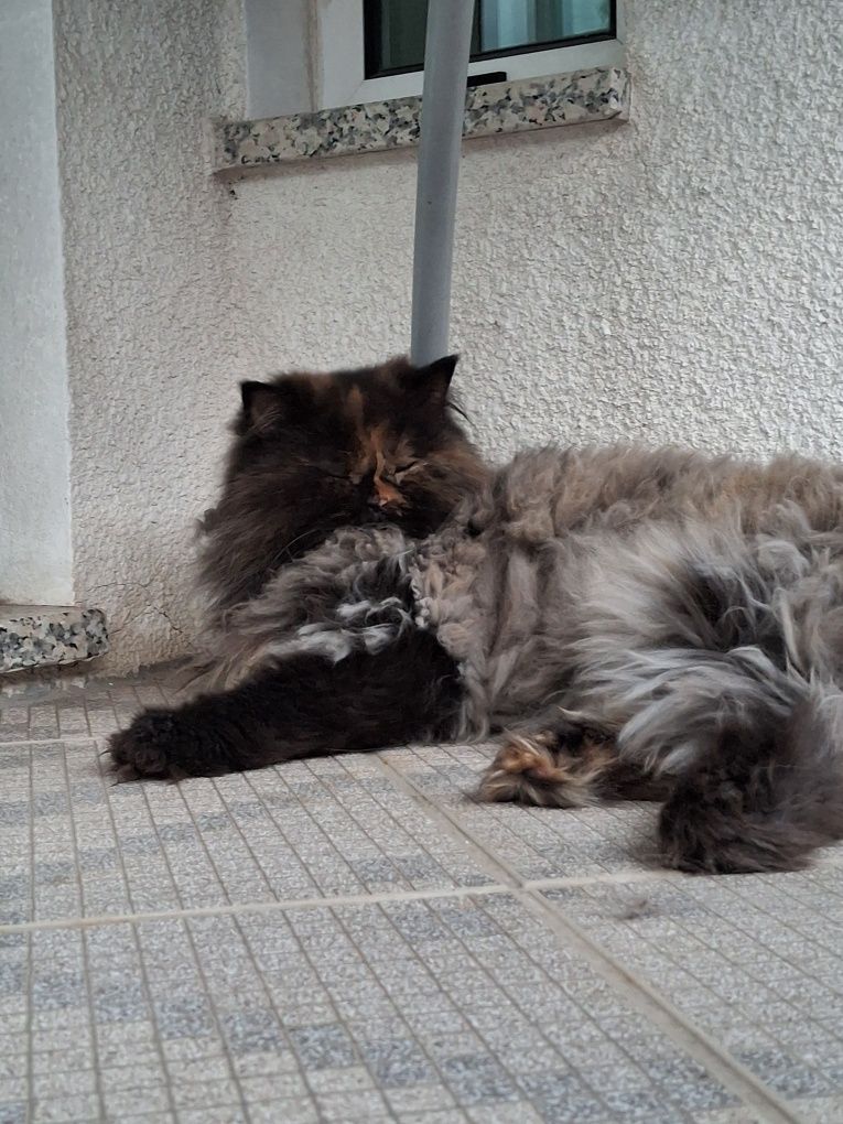 Pet sitting e dog walking