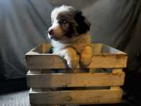 Border Collie FCI ZKWP
