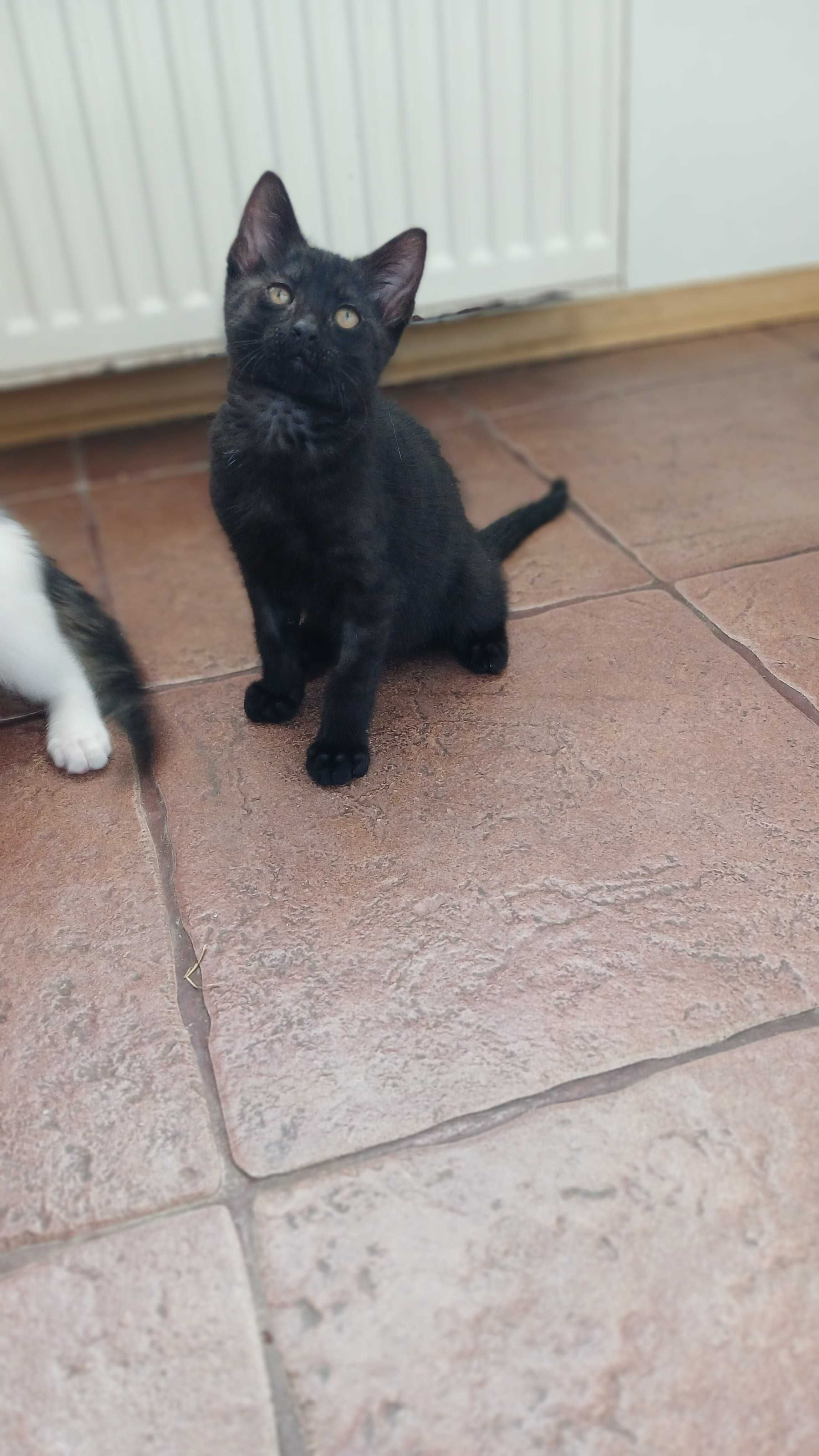 Czarny kociak Karbon, kotek 2.5 mies