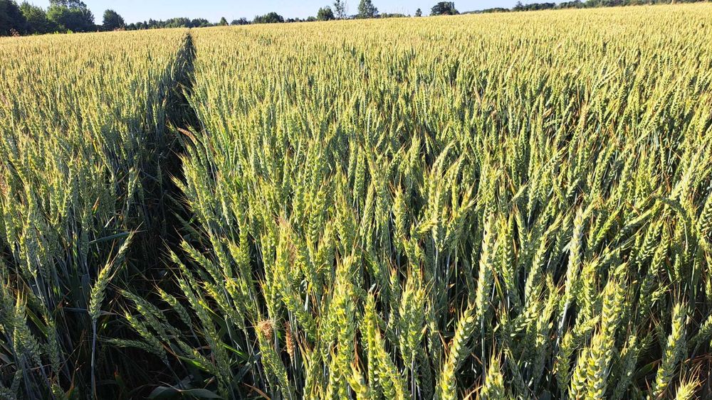 Nasiona, śruta, karma naturalna dla drobiu