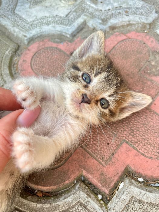 Віддамо неймовірних кошенят