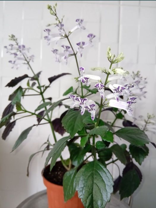 Мона Лавендер кімнатна рослина