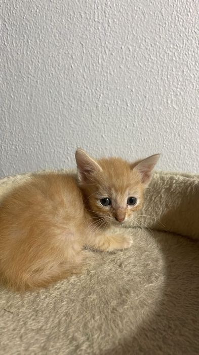 Gatinhos bebés para adoção responsável