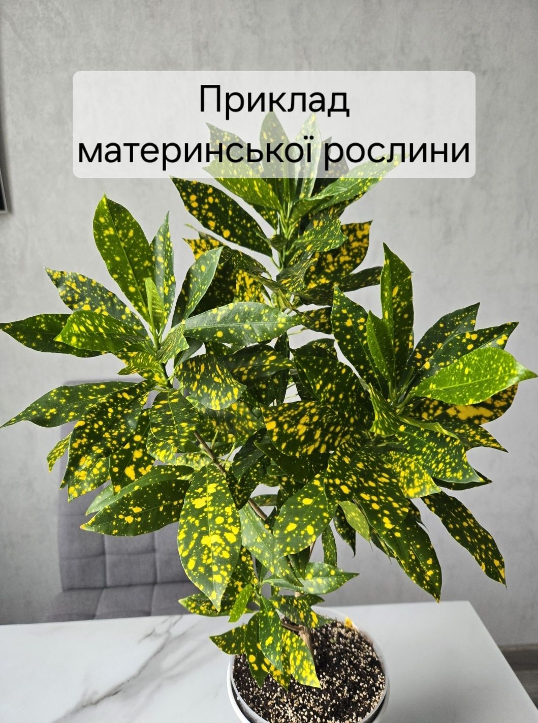 Домашні кротони: Рідді, Голд Даст, Фієста
