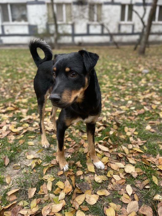 Віддамо у найкращі руки