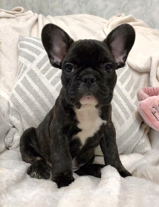 Бомбические генные французики