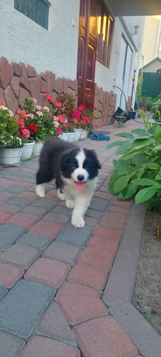 Щенята Бордер коллі border collie