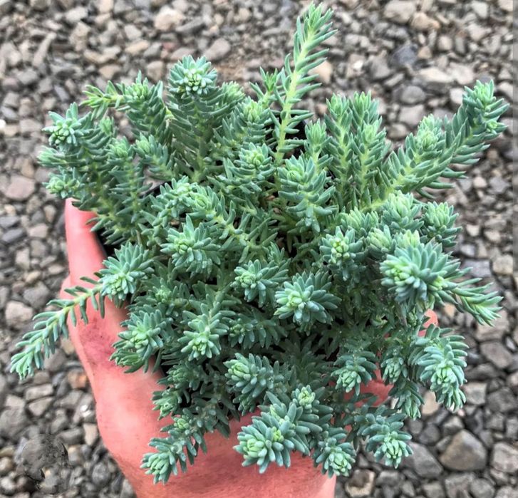 Кипарисовый молочай,очиток седум, садовая гвоздика.