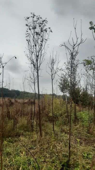 Jarząb pospolity (jarzębina) Sorbus auquparia od 10 do 16 cm obwodu