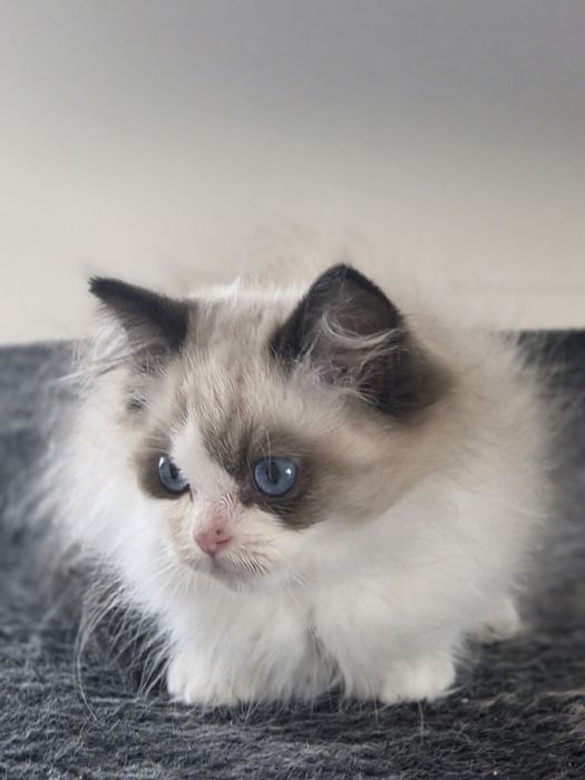 Kotek RAGDOLL kot