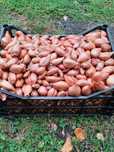 Продам цыбулю кущовка