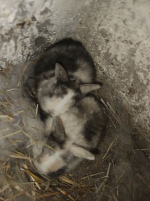 Sprzedam króliki miniaturki malutkie  3 sztuki MOŻLIWOŚĆ DOWOZU