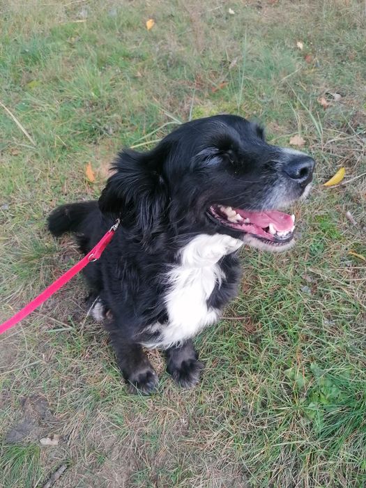 ŁATKA łagodna, przyjazna suczka szuka domu