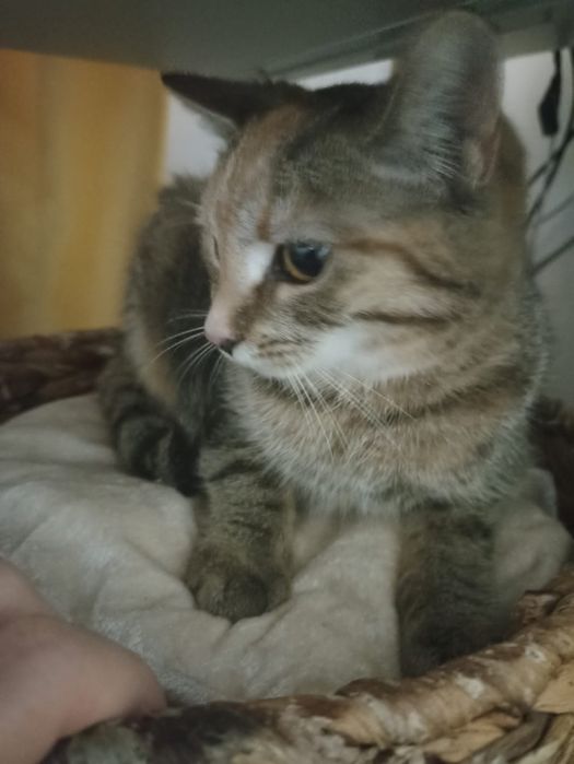 3 miesięczna kotka szuka domu niewychodzącego