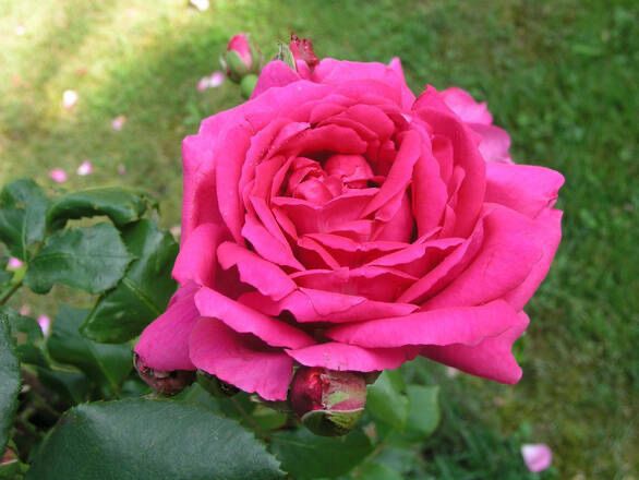 Roża wielkokwiatowa ciemny róż