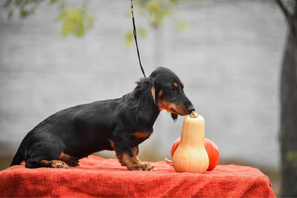 Шикарнюча дівчуля