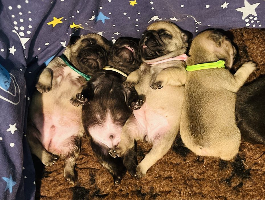 Buldog Francuski pregowany piesek - ZKwP/FCI