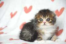 Godzilla - szkocki zwisłouchy, szkocki fold z rodowodem, scottish fold