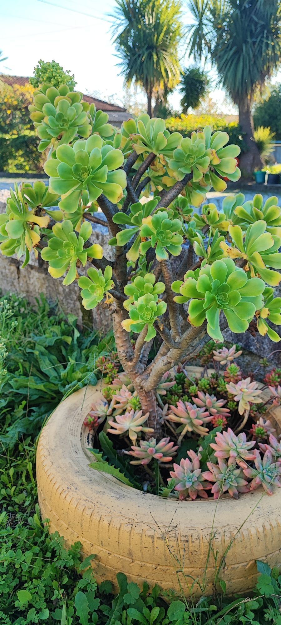 Planta suculenta