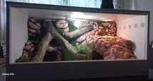 Terrarium dla gada 100x60x50