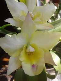 Орхідея катлея Iwanagara Appleblossom