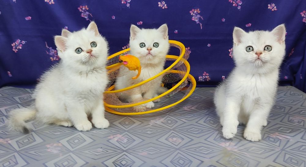 Чистокровні кошенята скотіш страйт