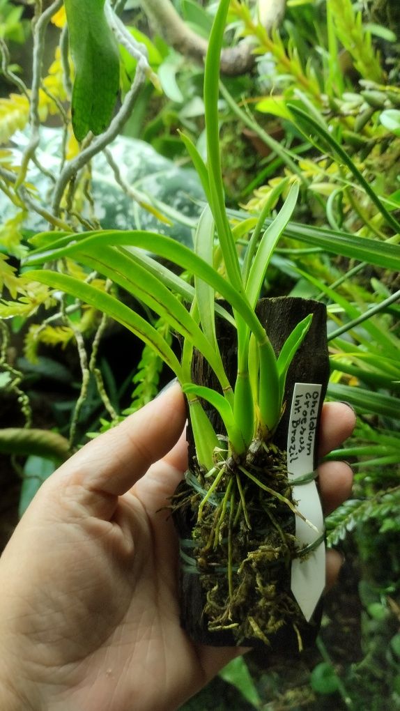 Мініатюрна орхідея oncidium croesus