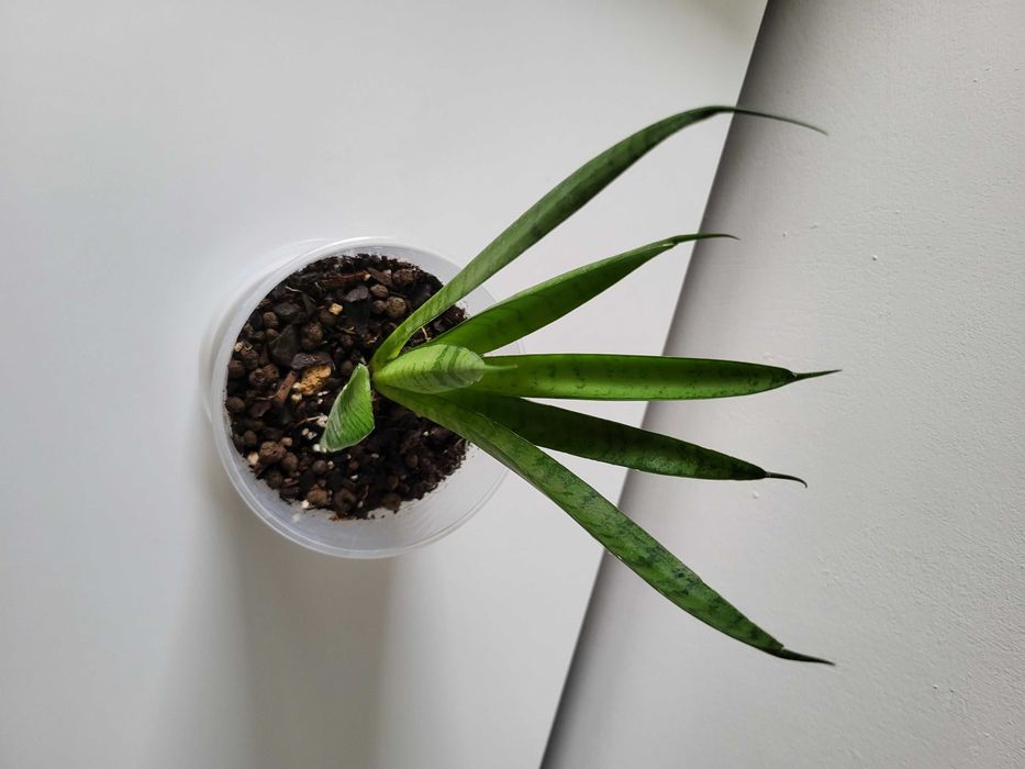 Sansevieria Comet Green Parrot    [nr 3]