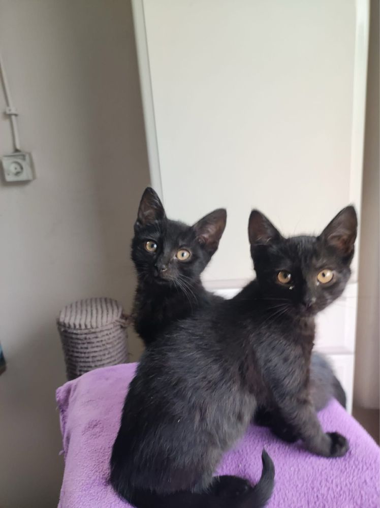 Edi i Fredi kot koty kociaki kotki do adopcji oddam za darmo