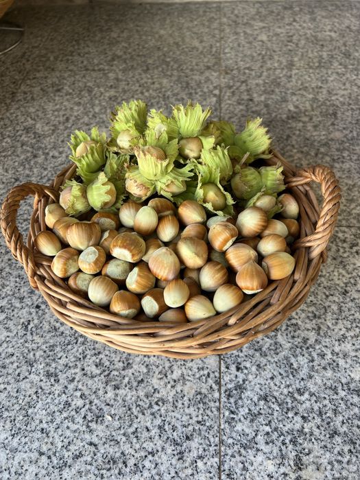 Горіх фундук урожай 2025.