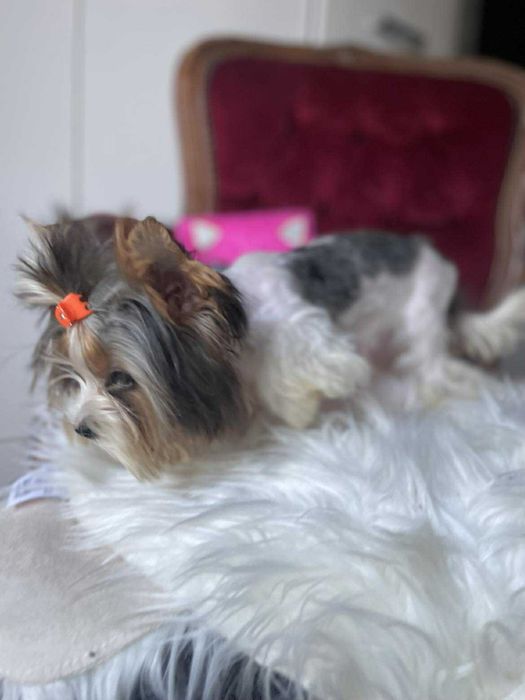 Bluberry yorkshire terrier miniaturka biewer 1 ,20 kg paszport