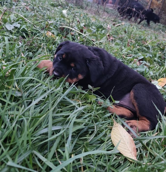 Suczka rottweiler