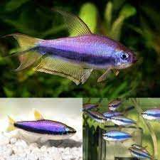 GB Tetra KerrI Blu Inpaichthys kerri (Bystrzyk błękitny,Neon Błękitny)