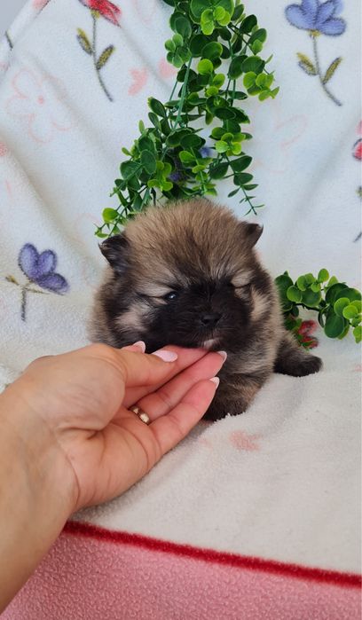 Menino Lulu da Pomerânia mini de Qualidade