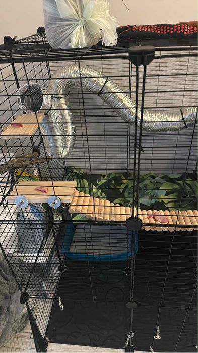 Fretka 5 miesięcy samiec energiczny + klatka z wyposażeniem
