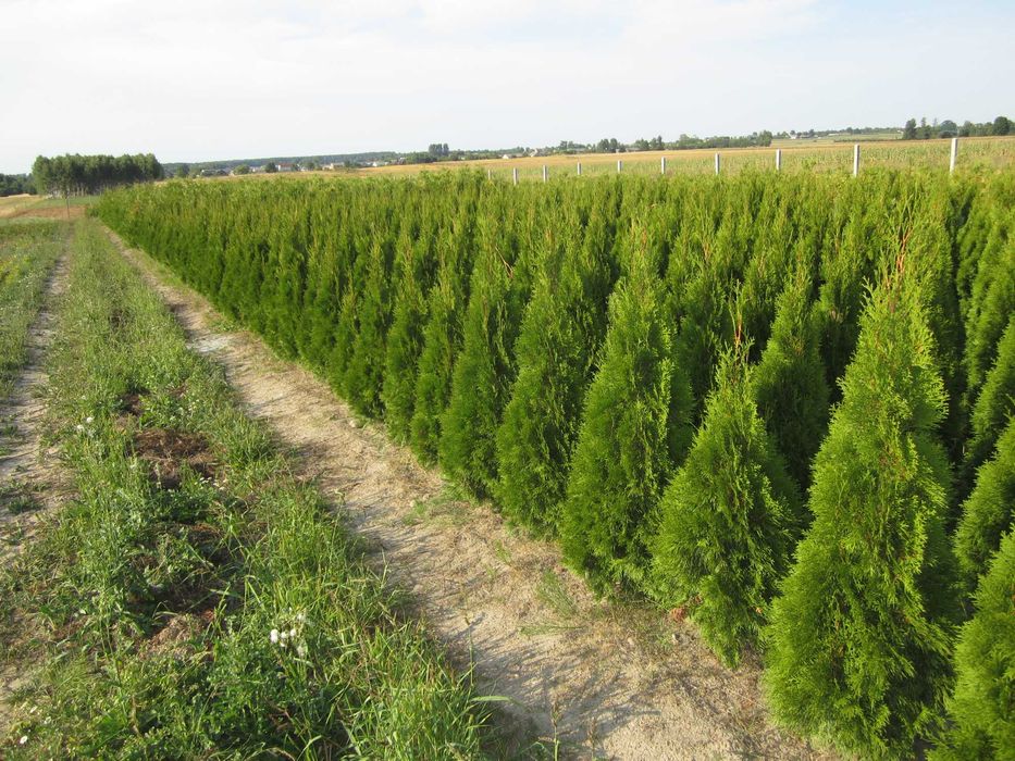 170cm tuja SZMARAGD 150cm smaragd ‼️ PRODUCENT ‼️ 180 160cm transport