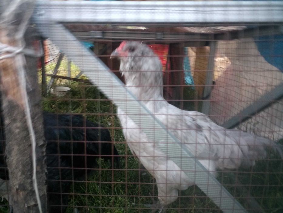 Петушки амераукана