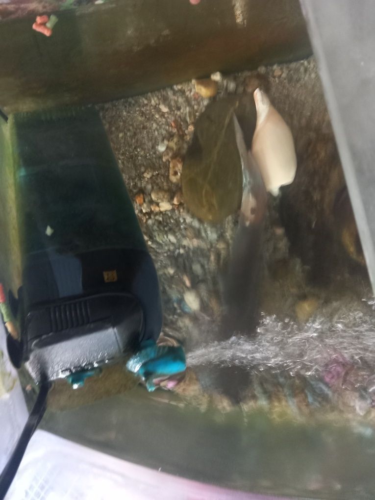 Vendo aquario de 150L com peixes