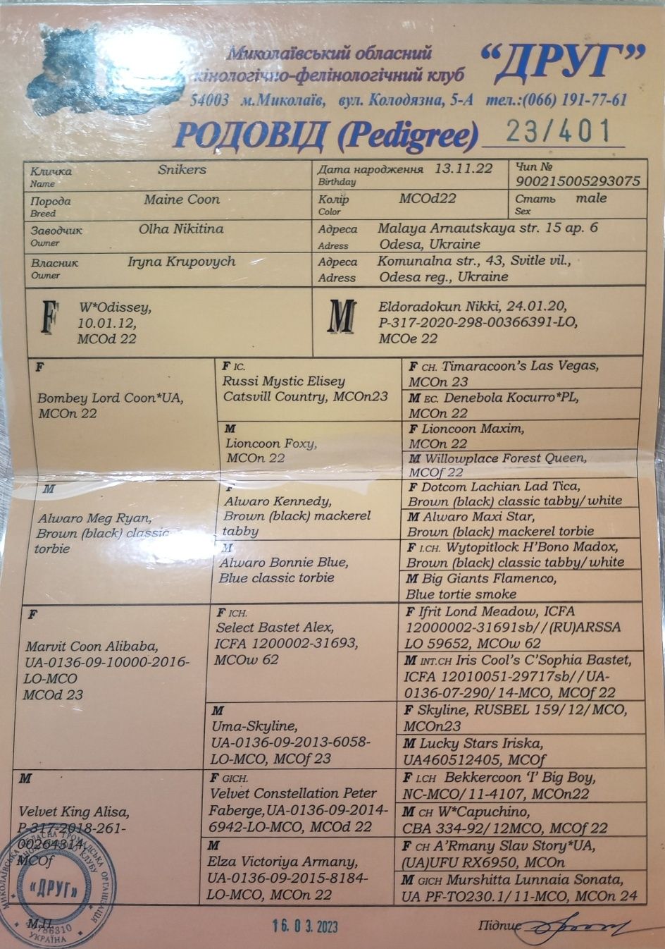 Продам мейн куна