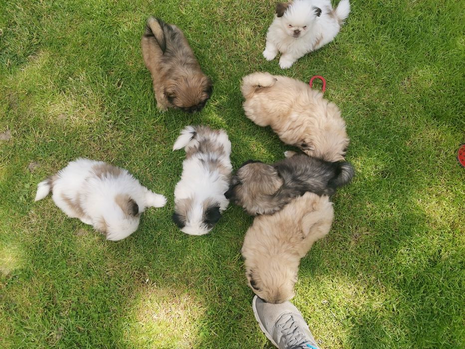 Pekińczyk Szczeniak Tricolor Nie Shih Tzu
