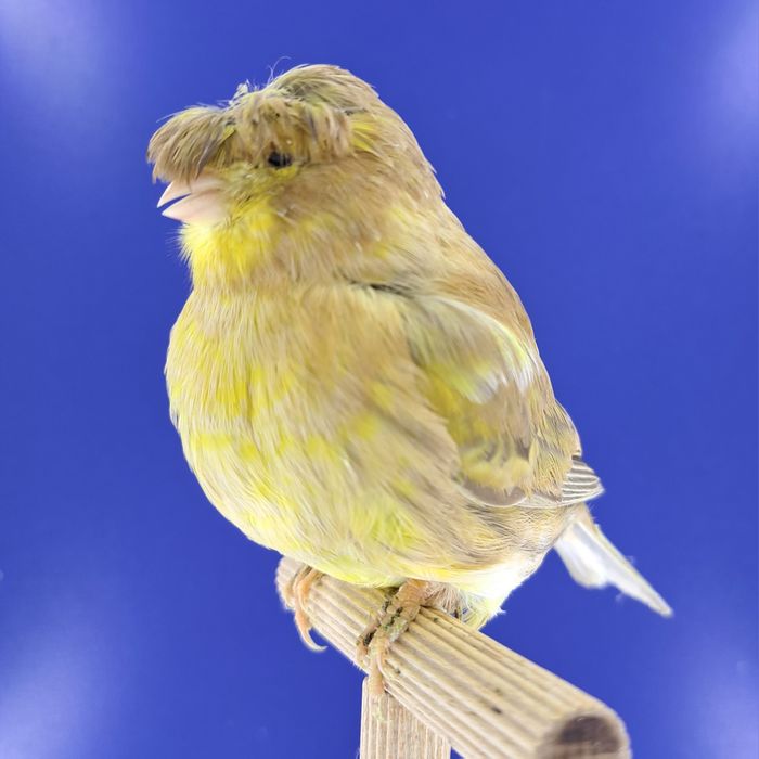 Kanarek, samiczka - sprzedam, Wrocław