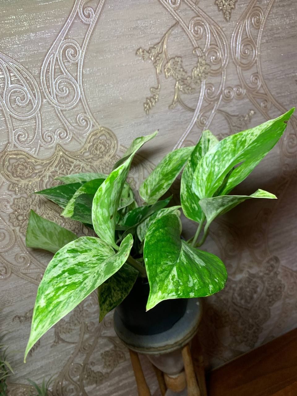 Епіпреміум  Marble  Queen