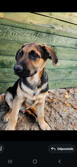 Domek dla Psiaczków