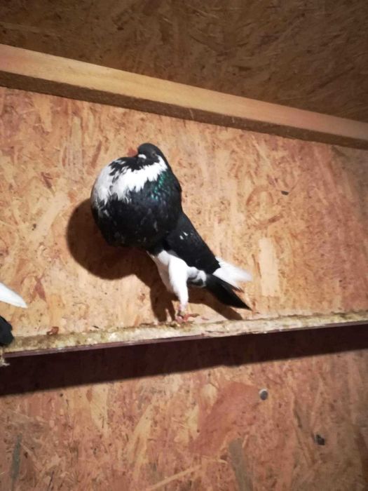 Sprzedam gołębie Garłacze z Norwich