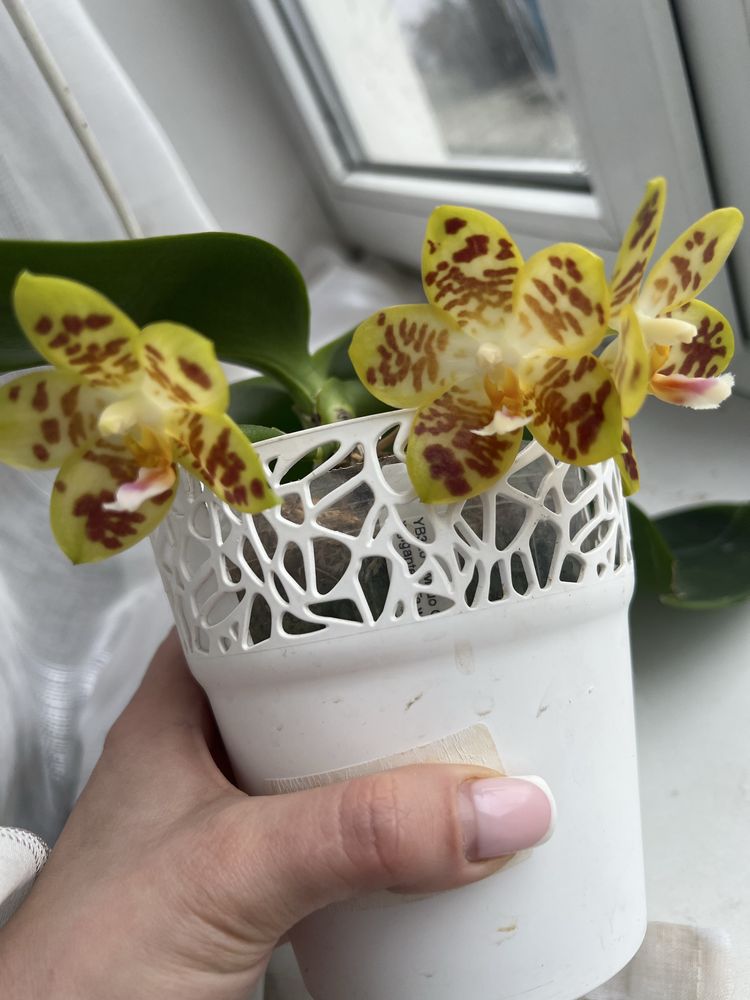 Орхидея Mituo Golden Tiger White Tiger x gigantea Ta wei