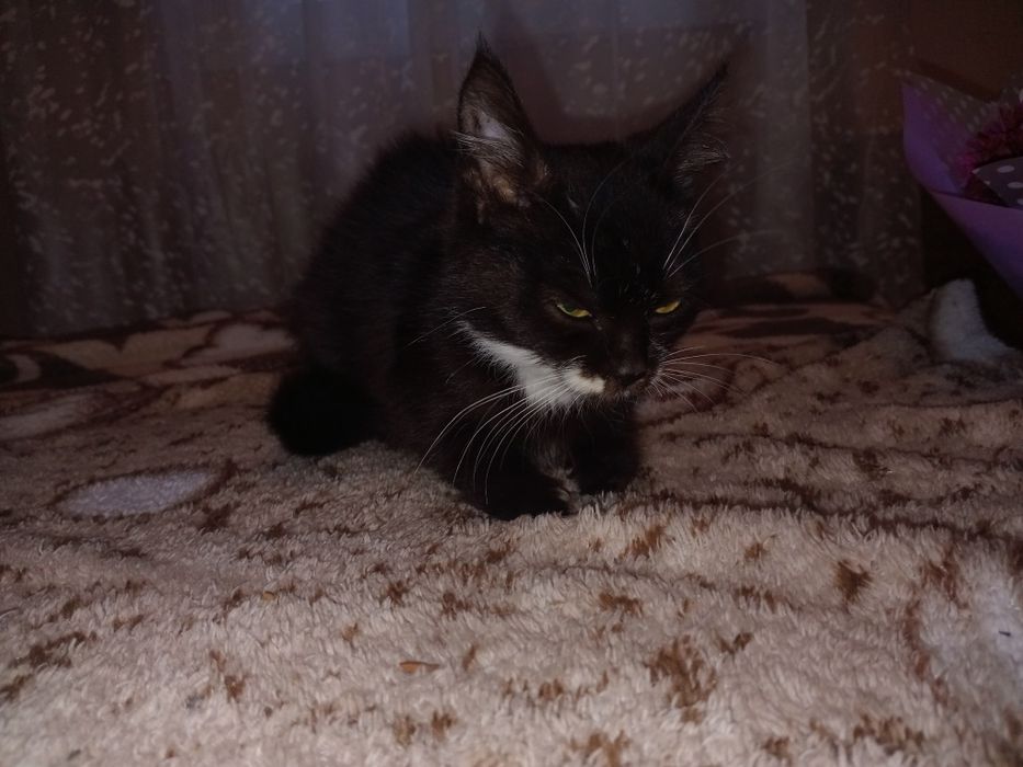 Котята,  коты, кошки