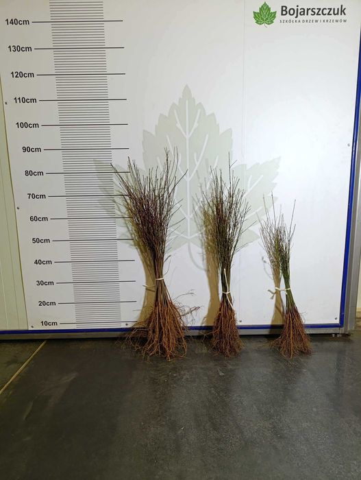 Ałycza - Podkładka dla drzew owocowych (śliw i innych) WIOSNA 2025