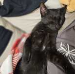 Śliczna Cykoria do adopcji
