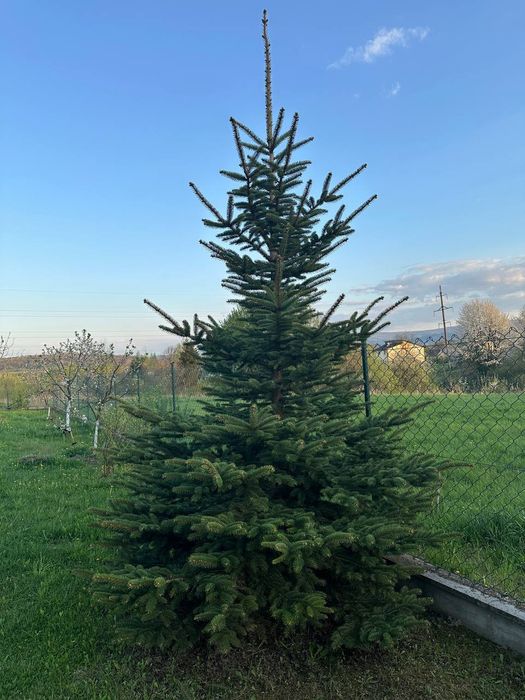Ялинка   зелена висота до трьох метрів